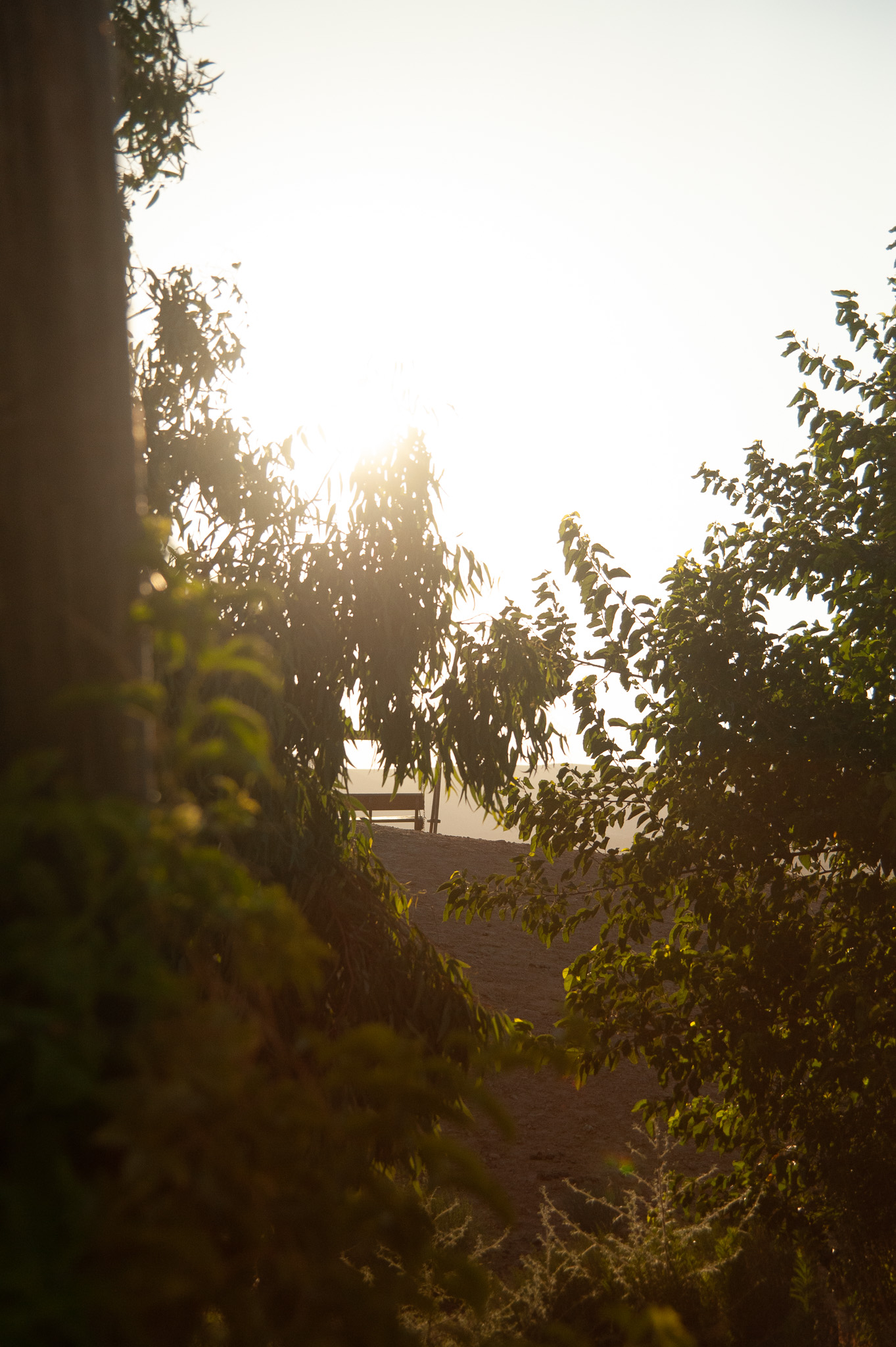 שקיעה דרך העצים — שקט ופרטיות במדבר