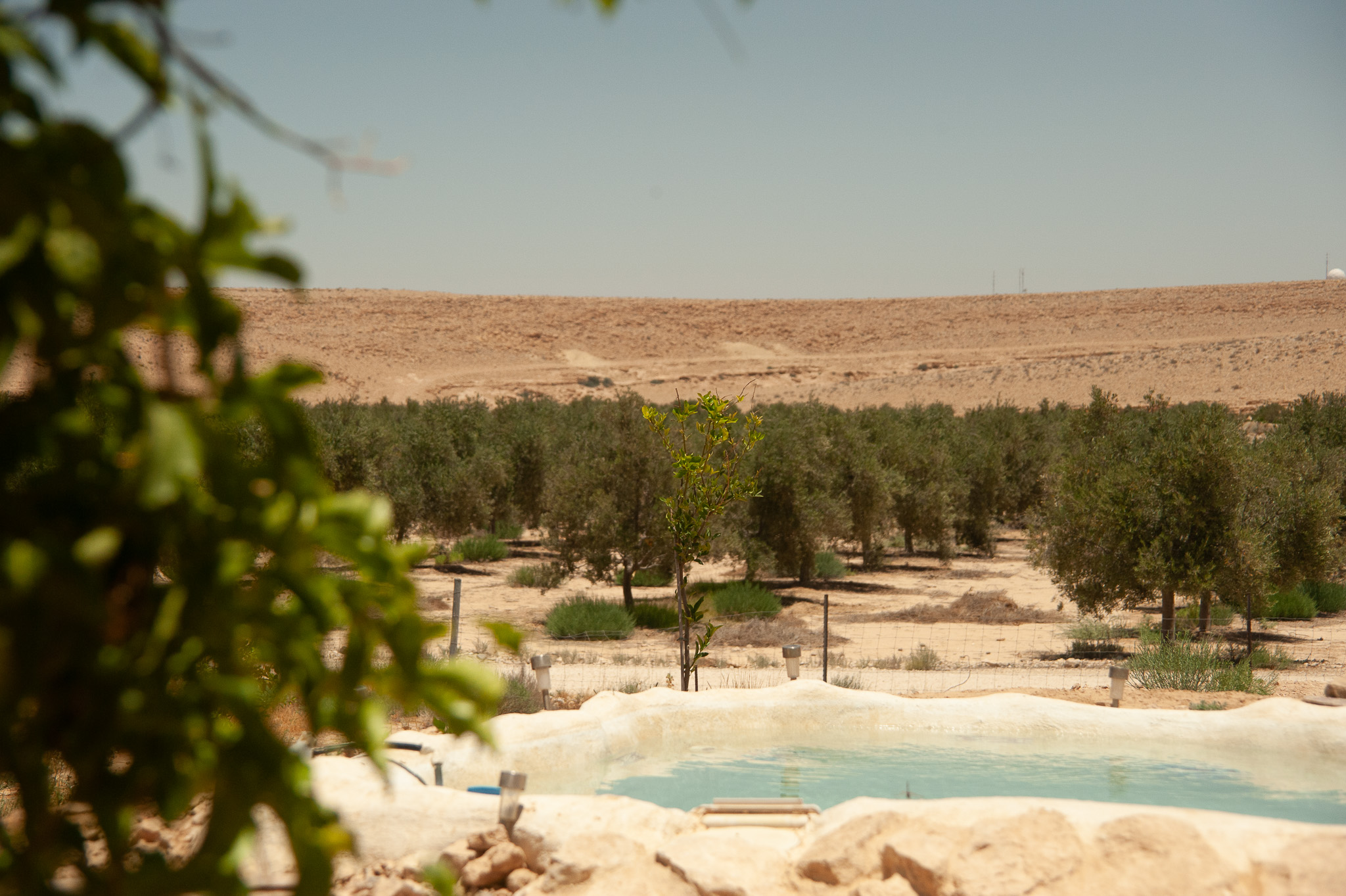 בריכה, כרם ונוף מדברי פנורמי