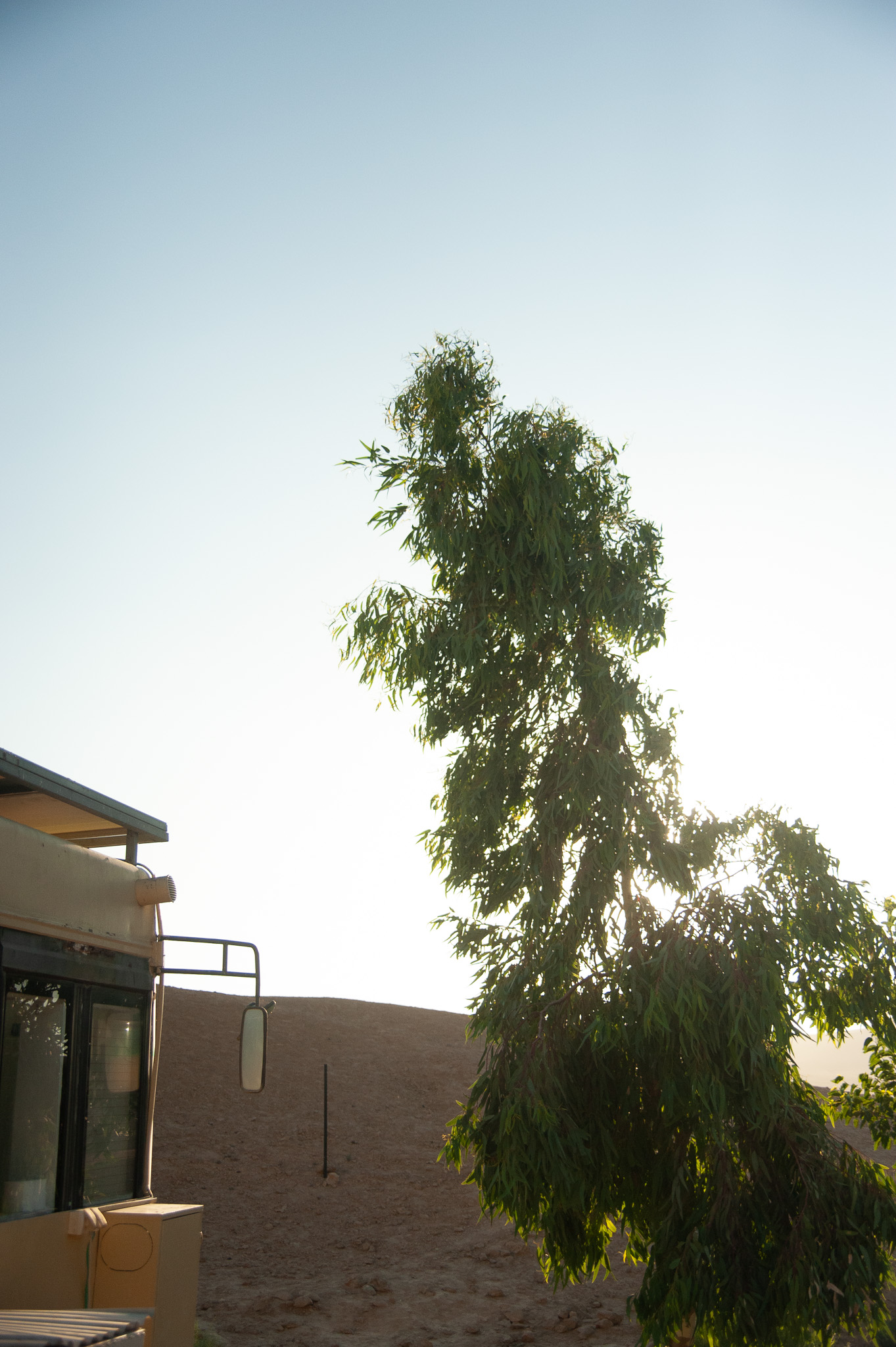 האוטובוס ועץ בשקיעה